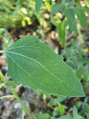 Verbesina encelioides