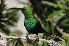 Nectarinia famosa famosa