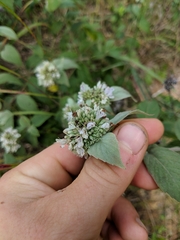 Pycnanthemum incanum