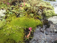 Sempervivum arachnoideum