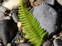 Athyrium