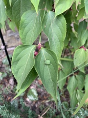 Palomena prasina