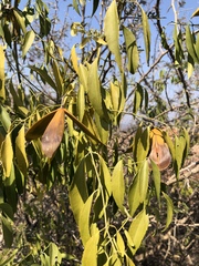 Pristimera longipetiolata