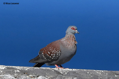 Columba guinea phaeonota