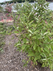 Cornus racemosa