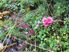 Sempervivum arachnoideum