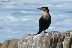 Phalacrocorax carbo lucidus