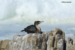Phalacrocorax carbo lucidus