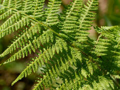 Athyrium