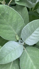 Palomena prasina