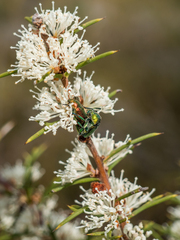 Diphucephala