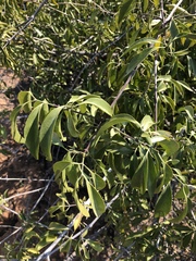 Pristimera longipetiolata