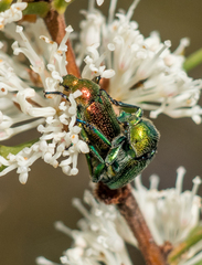 Diphucephala
