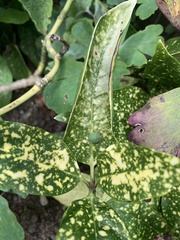 Palomena prasina