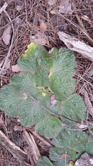 Arctopus echinatus
