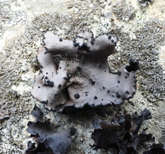Umbilicaria polyrrhiza