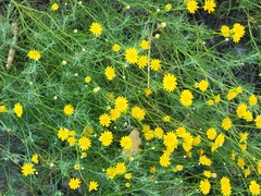 Thymophylla pentachaeta