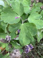 Palomena prasina