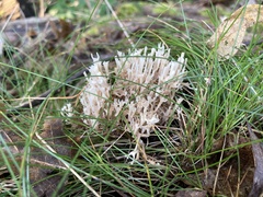 Artomyces pyxidatus