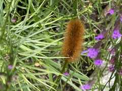 Spilosomina