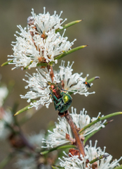 Diphucephala