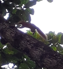 Sciurus granatensis