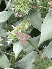 Achyra rantalis