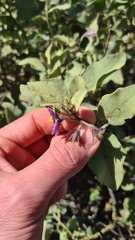 Solanum tomentosum