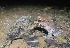 Leptodactylus savagei