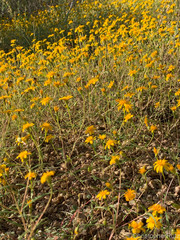 Pectis papposa papposa