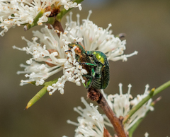Diphucephala