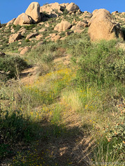 Pectis papposa papposa