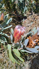 Protea laurifolia