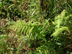 Athyrium
