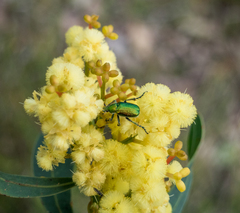 Diphucephala