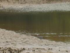 Egretta novaehollandiae