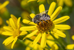 Anthophora bimaculata