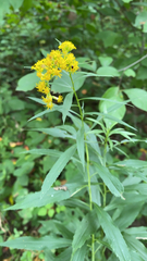 Euthamia graminifolia