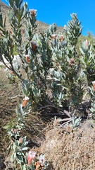 Protea laurifolia
