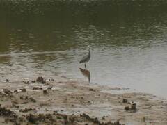 Egretta novaehollandiae