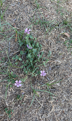 Erodium cicutarium