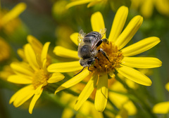 Anthophora bimaculata