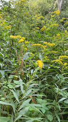 Solidago
