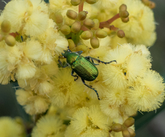 Diphucephala