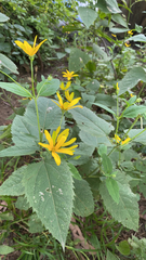 Heliopsis helianthoides