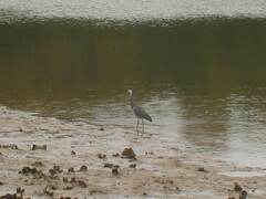 Egretta novaehollandiae
