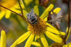 Anthophora bimaculata