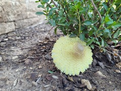 Leucocoprinus tricolor