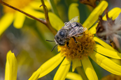 Anthophora bimaculata