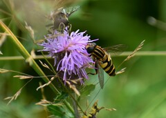 Helophilus fasciatus